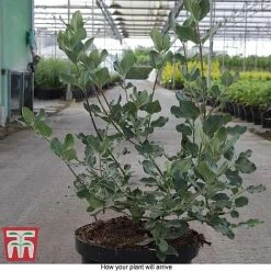 Garrya Elliptica -plant GARR T44294 E