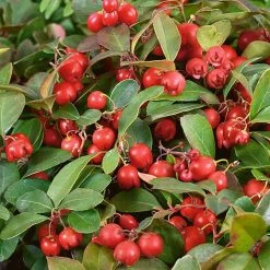 Gaultheria Procumbens