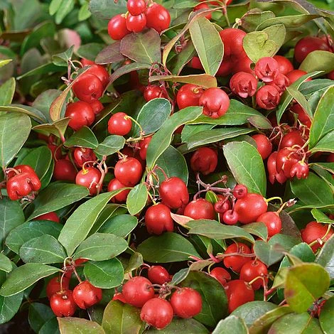 Gaultheria Procumbens 1 Gaultheria Procumbens