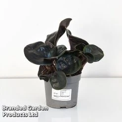 Geogenanthus Ciliatus 'Midnight Pearl' -plant GEOG MIDNI13CM T44492