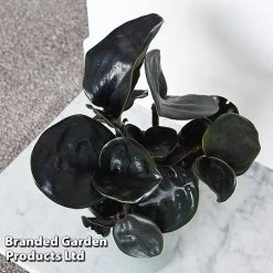 Geogenanthus Ciliatus 'Midnight Pearl' -plant GEOG MIDNIGHTP T44495