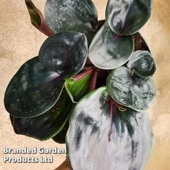 Geogenanthus Ciliatus 'Midnight Pearl' -plant GEOG MIDNIGHTP WKF1191