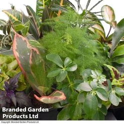 Green Houseplant Starter Mix -plant GREE HOUS KF0875 A