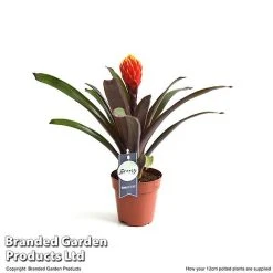 Guzmania 'Tala' -plant GUZM TALA12CM T49236