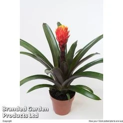 Guzmania 'Tala' -plant GUZM TALA12CM W48356