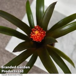 Guzmania 'Tala' -plant GUZM TALA T49242