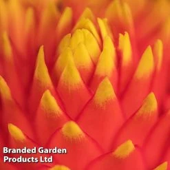 Guzmania 'Tala' -plant GUZM TALA W48354