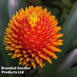 Guzmania 'Tala' -plant GUZM TALA W48355