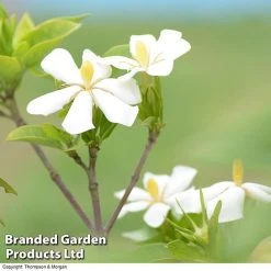 Gardenia Jasminoides 'Kleim's Hardy' -plant Gardenia kleim 3