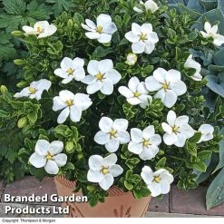 Gardenia Jasminoides 'Kleim's Hardy' -plant Gardenia kleim 4