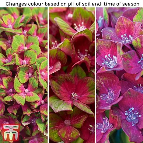 Hydrangea Macrophylla GLAM ROCK 'Horwack' 2 Hydrangea Macrophylla GLAM ROCK 'Horwack' - Image 2