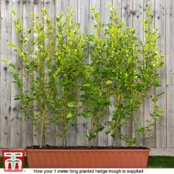 Griselinia Littoralis (Hedging) -plant Grisellinia ready