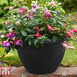 Fuchsia Trailing Pre-Planted Basket -plant HABA WKA9811 A1