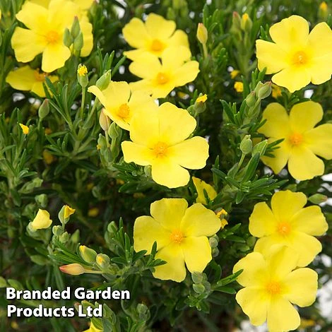 Halimium 'April Sun' 2 Halimium 'April Sun' - Image 2