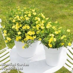 Halimium 'April Sun' 6 Halimium 'April Sun' -plant HALI APRILSUN S17149