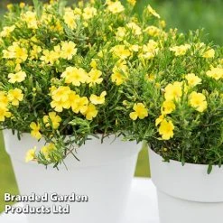 Halimium 'April Sun' 7 Halimium 'April Sun' -plant HALI APRILSUN S17150