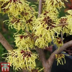 Hamamelis X Intermedia 'Pallida' -plant HAMA TKA1915 A