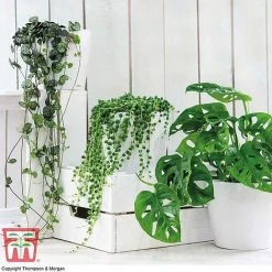 Hanging Houseplant Collection