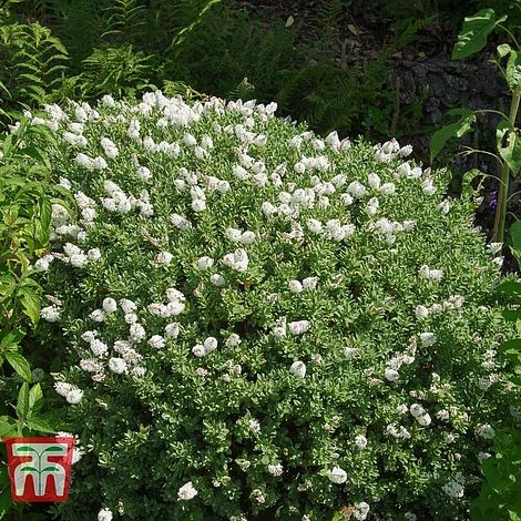 Hebe Rakaiensis 1 Hebe Rakaiensis