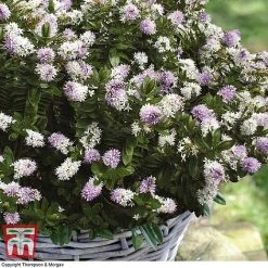 Hebe 'High Voltage' -plant HEBE T71349 C