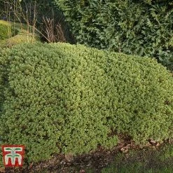 Hebe Pinguifolia 'Pagei' -plant HEBE T80291 B