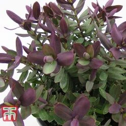 Hebe 'Super Red' -plant HEBE TKA0891 B