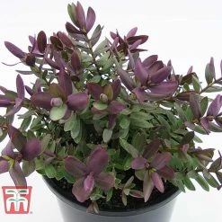 Hebe 'Super Red' -plant HEBE TKA0891 C