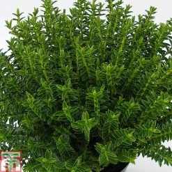 Hebe Odora 'New Zealand Gold'