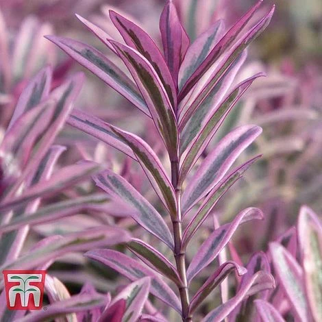 Hebe 'Heartbreaker' 1 Hebe 'Heartbreaker'