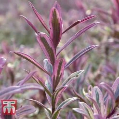 Hebe 'Heartbreaker' 5 Hebe 'Heartbreaker' -plant HEBE W57814 C