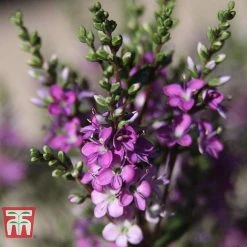 Hebe 'Garden Beauty Purple'