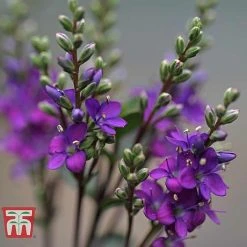 Hebe 'Garden Beauty Purple' 5 Hebe 'Garden Beauty Purple' -plant HEBE WKB5065 C