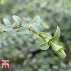 Hebe Pimeliodes 'Quicksilver' -plant HEBE WKB5072 C