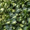 Hedera Helix 'Goldheart'