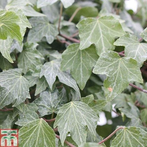 Hedera Helix 'Green Ripple' 1 Hedera Helix 'Green Ripple'
