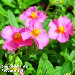 Helianthemum Ben Hope -plant HELI 64196 C