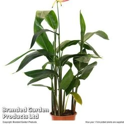 Heliconia Psittacorum 'Hawaii' -plant HELI HAWAI17CM T48007