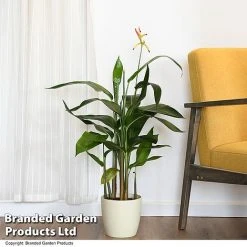 Heliconia Psittacorum 'Hawaii'