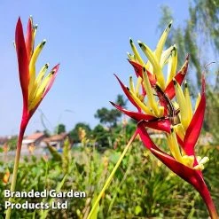 Heliconia Psittacorum 'Hawaii' -plant HELI HAWAII W45411