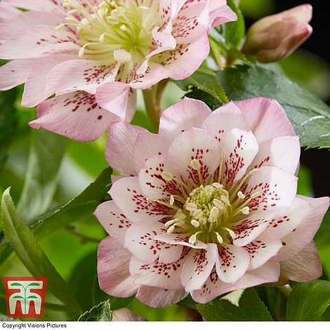 Hellebore 'Double Ellen Pink' 1 Hellebore 'Double Ellen Pink'