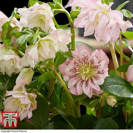 Hellebore 'Double Ellen Pink' 2 Hellebore 'Double Ellen Pink' - Image 2