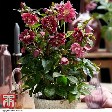 Hellebore 'Double Ellen Red' 2 Hellebore 'Double Ellen Red' - Image 2