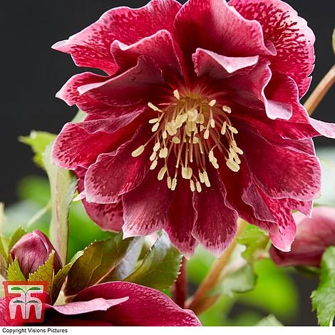 Hellebore 'Double Ellen Red' 1 Hellebore 'Double Ellen Red'