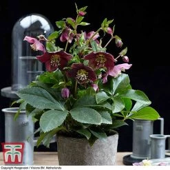 Hellebore 'Hello Ruby' -plant HELL KB3465 D
