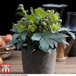 Hellebore 'Silver Dollar' -plant HELL KB3467 C