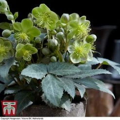 Hellebore 'Silver Dollar' -plant HELL KB3467 D