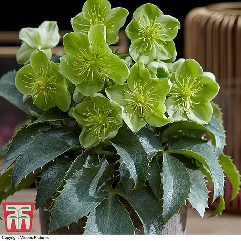 Hellebore Argutifolius 2 Hellebore Argutifolius - Image 2