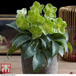 Hellebore Argutifolius 5 Hellebore Argutifolius -plant HELL TKA5472 C