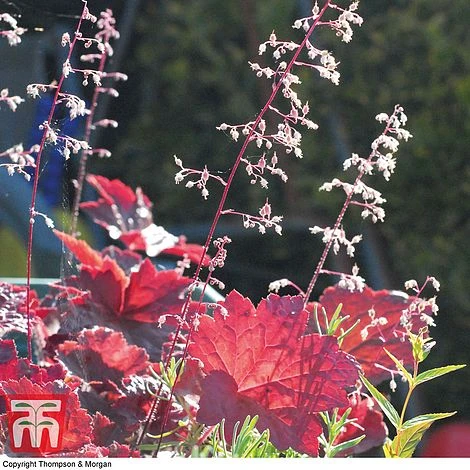 Heuchera Villosa 'Palace Purple' 3 Heuchera Villosa 'Palace Purple' - Image 3