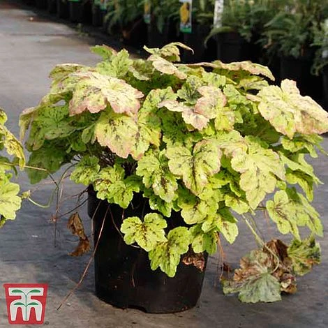 Heucherella 'Solar Power' 2 Heucherella 'Solar Power' - Image 2